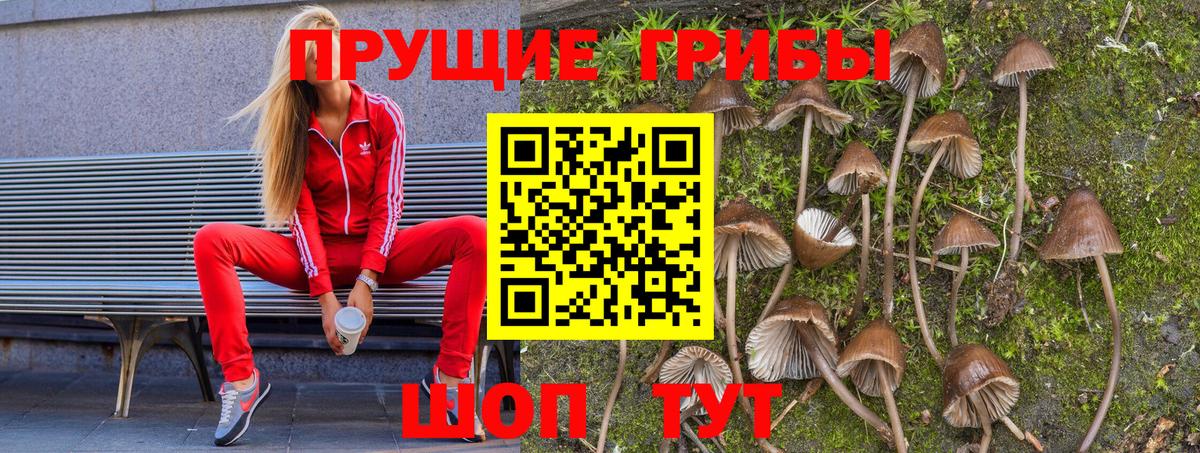 Вольск  Псилоцибиновые грибы прущие грибы  цена   Вход с VPN 