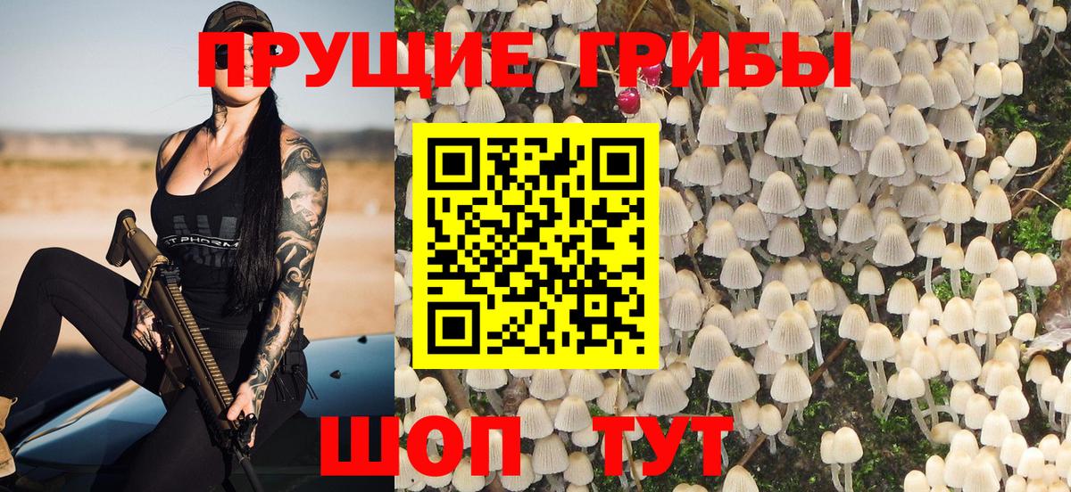 Псилоцибиновые грибы Psilocybe Вольск